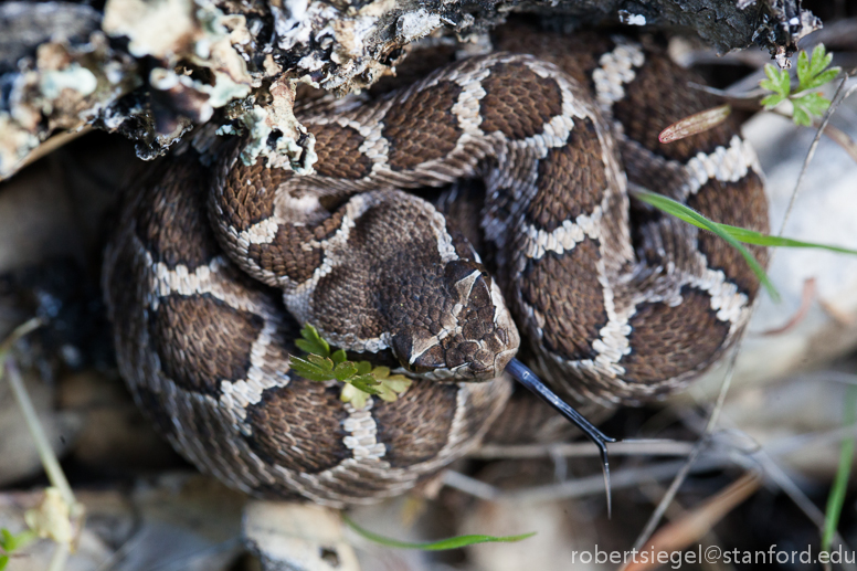 baby rattler